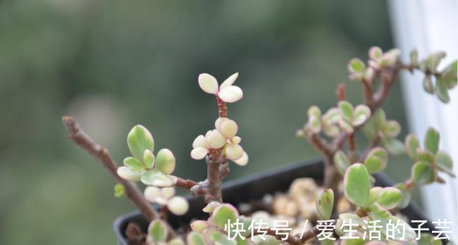 养花|养多肉雅乐之舞,做好5要点、注意3事项,叶片嘭嘭肥起来,美极了