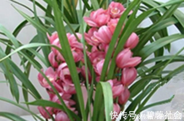 养花只需一种肥料,就可使其叶、根、茎、花快速生长爆盆