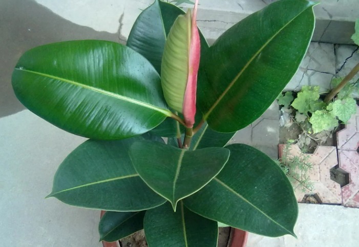 养护|这4种“旺运花”，寓意好、颜值高，养一盆是真不错！