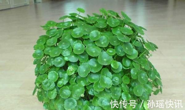 铜钱草又黄又瘦小掌握3个技巧，叶子肥绿，满盆大铜钱