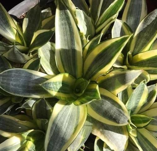 养虎皮兰,浇花用上2种'水',叶子绿,根须越长越旺盛