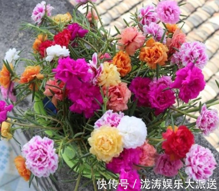 花量|4种花“超漂亮”，个个美的出奇，花量大花期长，给点水就疯长！