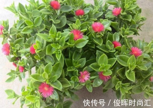 丽格海棠|正月二十五，家里养上这4种花，开花红红火火，旺财又旺运！