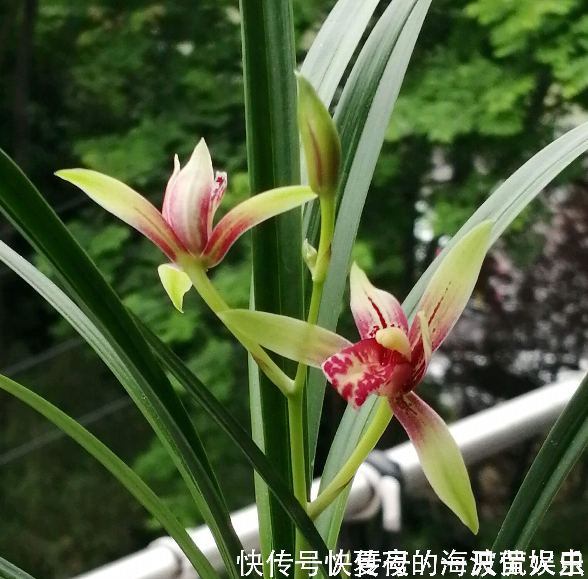 老农|种植兰花用浅盆好还是用深盆好十年兰花老农给出了答案