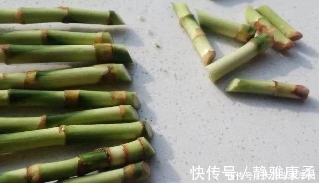 养花|养花先“养根”，君子兰富贵竹“喂点料”，白根呼呼冒，轻松爆盆！