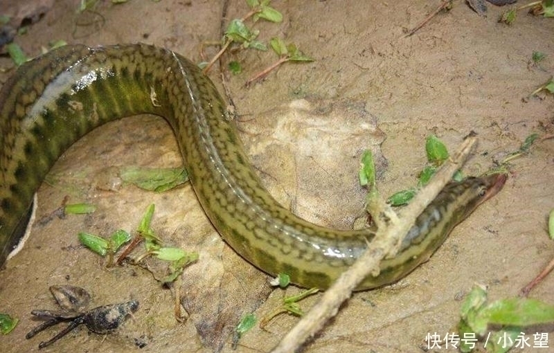 它长得像一把刺刀,以前钓到直接扔了,现在成了稀罕货100元一斤