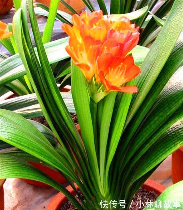 大叶君子兰,养护简单,开花能力强,做好这4点,叶子肥厚花朵大