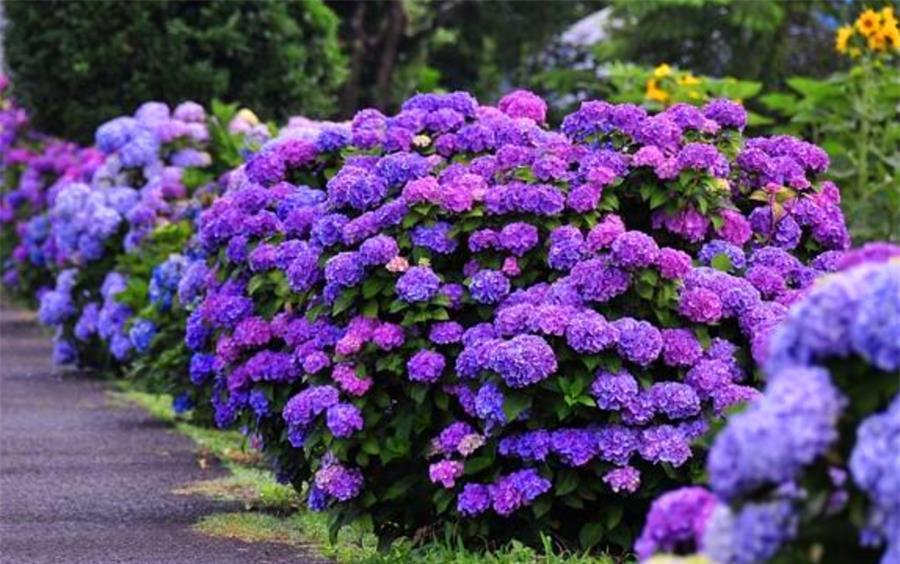 春天养绣球花，4件事情要早做，学会了夏天蓝花开满盆