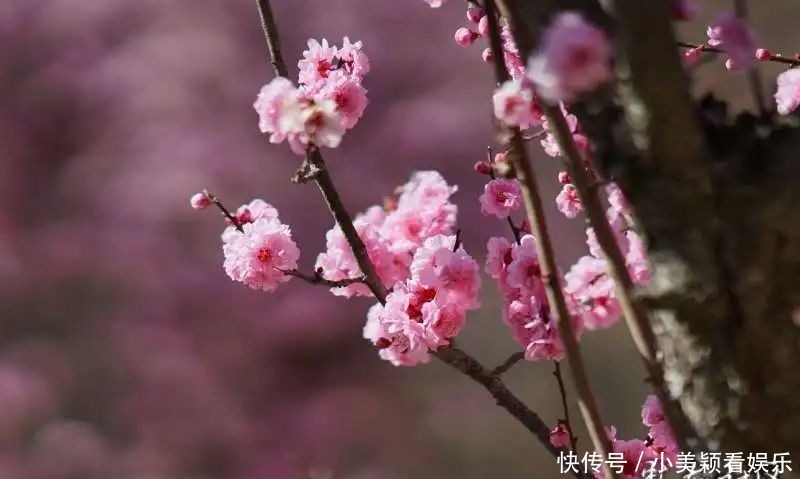 一条街|春城春意浓，西山区赏花正当时