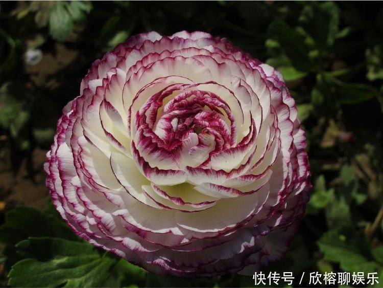 养花就养4种花,家里养一盆,开花爆盆很简单,满树都是花朵