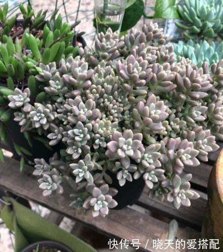 秋丽和丸叶姬秋丽,两种多肉如何选择,看看老花匠怎么说?