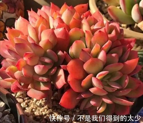 冬天|马上要降温了,多肉植物怕冻吗?这几点要注意