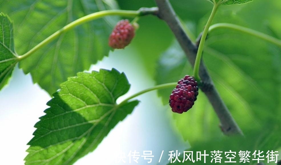 桑树苗|桑树不仅果子能吃,叶子能养蚕,它还有这些有意思的传说