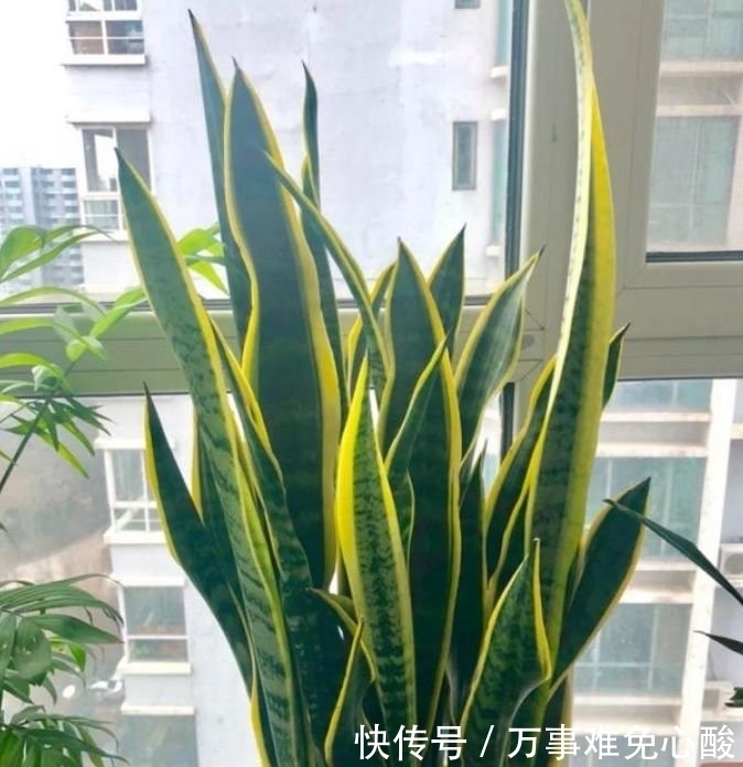 此花超漂亮，沾土就活，家里养一盆，招财又纳福！