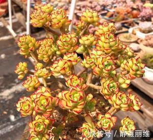 露养的多肉浇水后,叶子发软奄奄一息,多半是3个原因导致