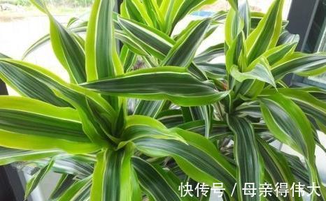 把3种花摆客厅,一个月浇1次水都没问题,最适合懒人养