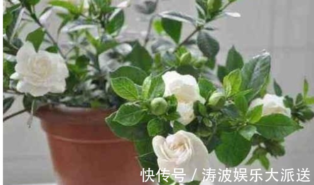液体|栀子花、茉莉花、都爱喝“1种液体”,用后叶子绿、开花旺