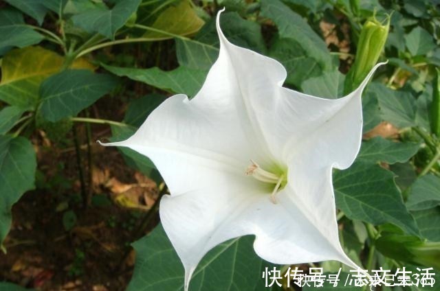 6种常见“野草”,以往人们不在意,一听名字这也太美了,要养