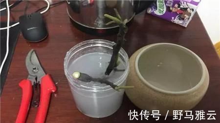 阳台|学会这9个扦插绝招，插啥活啥，蹭蹭长出大白根，阳台多的放不下