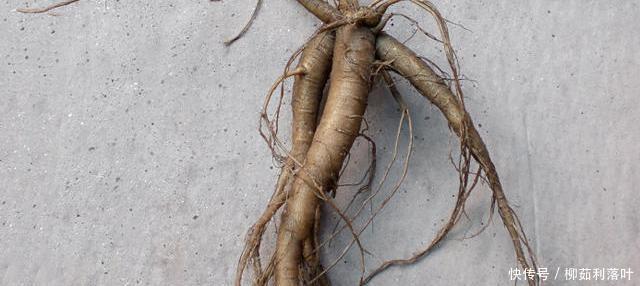 用东北人参|不仅仅是因为味道鲜美