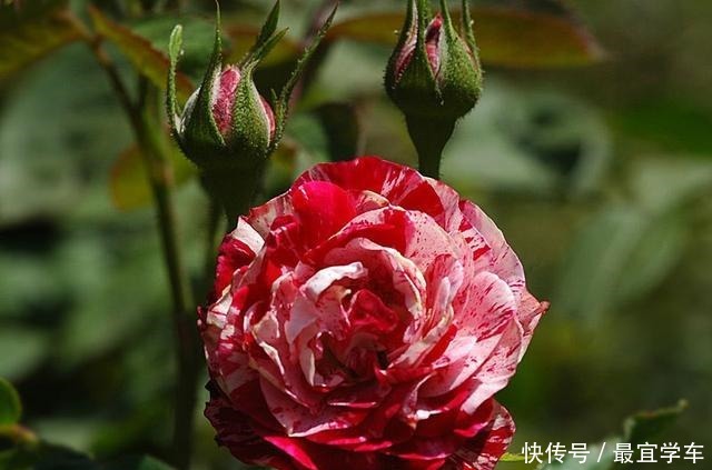 25款庭院月季推荐。助你打造五彩缤纷的庭院,丰花好养还能盆栽