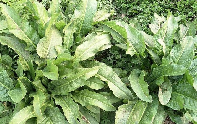 药用价值|农村人称它“土大黄”,乡下无人问津,殊不知它是有名金不换