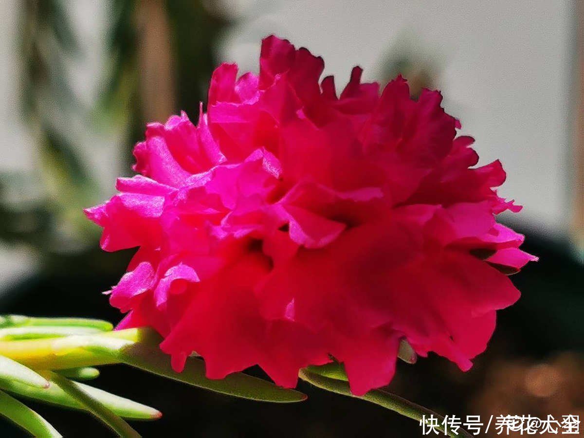 冬天|秋天种下3种花，冬天零下也不怕，明年春天花开满园