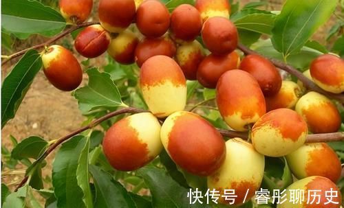 家里种树有讲究,4种吉祥树,庭院种一棵,多子多福又吉利