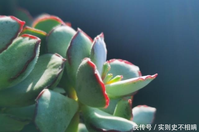 爱之蔓|你红尖尖,我红边边