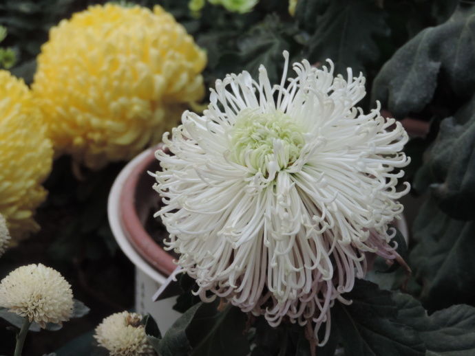 喜欢菊花,就养“国华系列菊花”国华优雅,似白莲少女,冰清玉洁