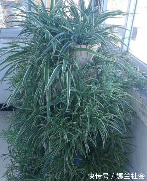 长寿花|君子兰肥到流油,长寿花开不断,原来他用了这个小方法!