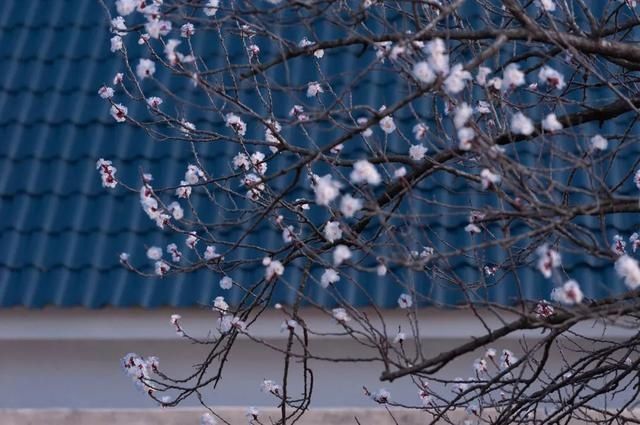 杏花|背靠五莲山！久负赏花盛名，今日一见确实惊叹