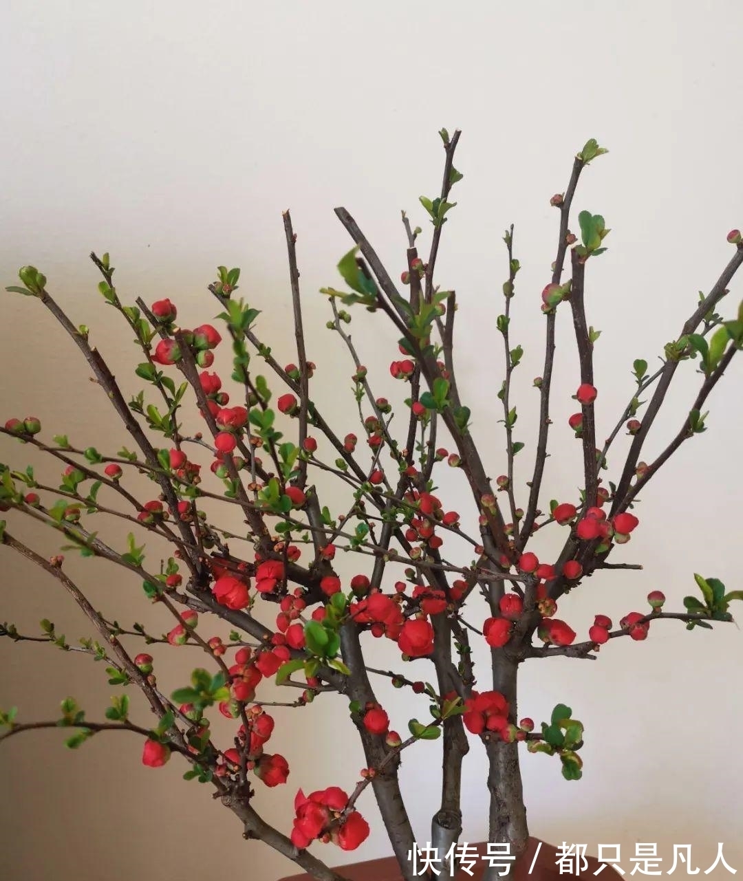 “寿命长”的10种花,寓意好,格调高,老人见了眉开眼笑!