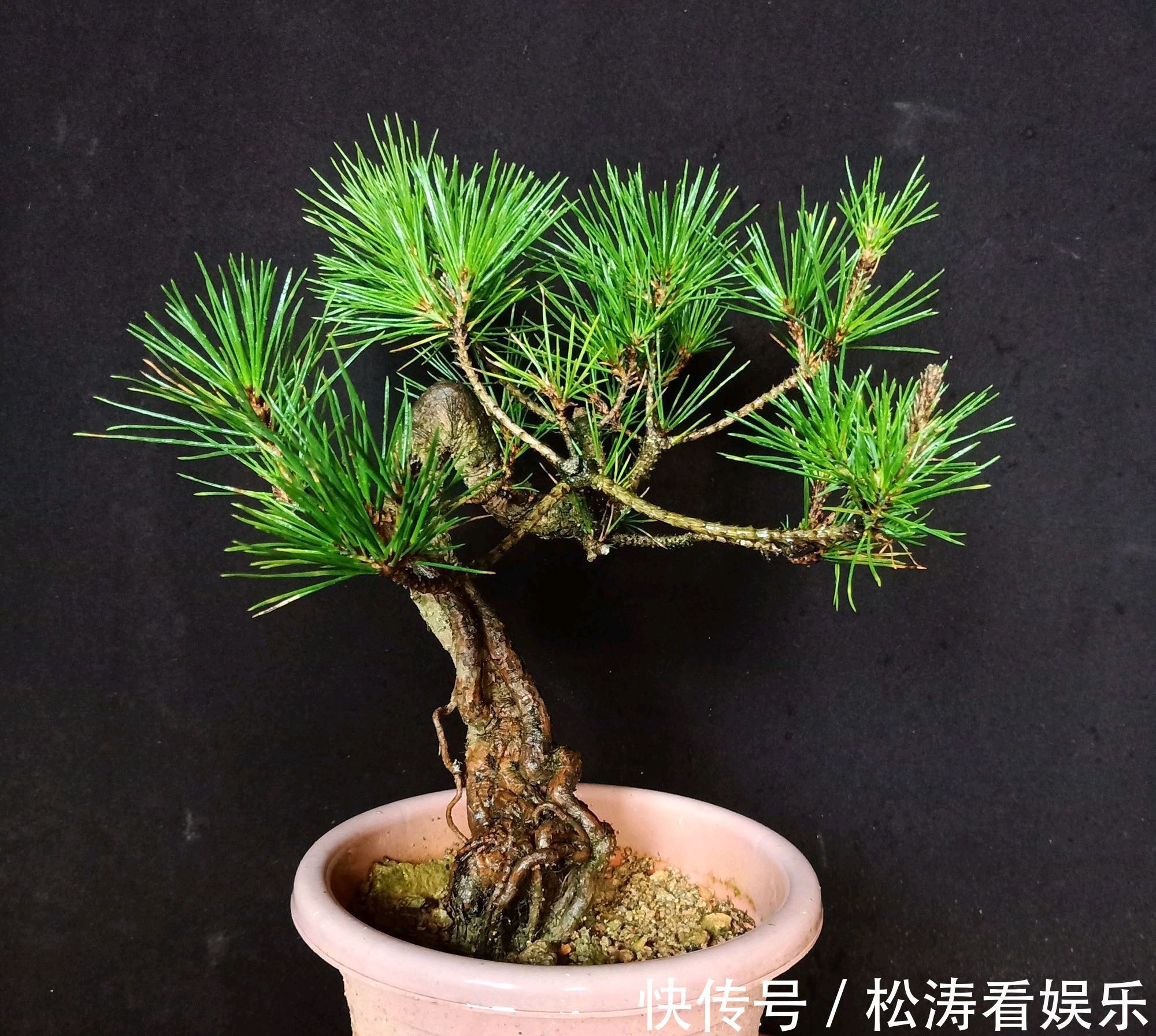 假植|黑松盆景蓄枝让枝条快速增粗的方法摇动枝条增粗法,想多粗都行