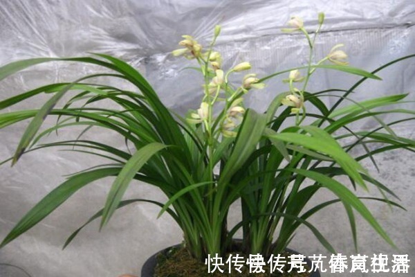 文竹|几种植物,极耐阴湿环境,即使摆放阴暗卫生间也能轻松就爆盆