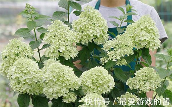 养花试试这几款,开花时灿烂活泼,有极好的开花性能