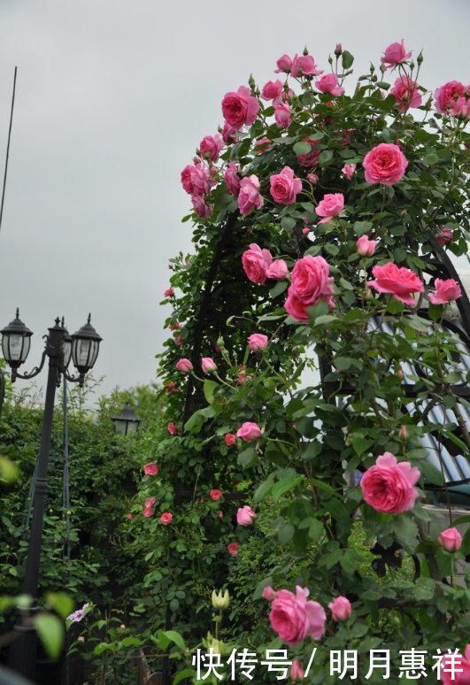 100㎡屋顶打造“花园露台”,网友直呼太壮观了,仿似人间仙境