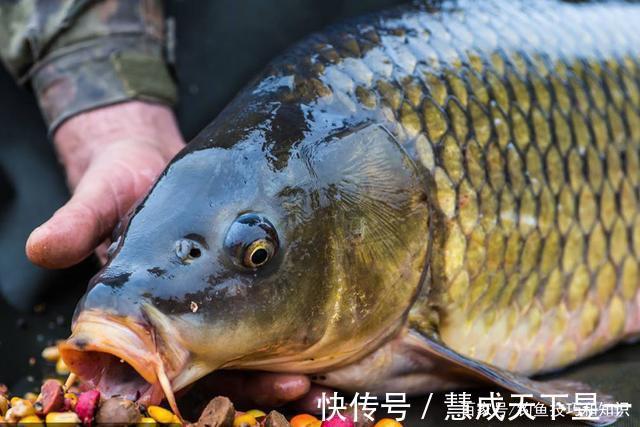 饵料|秋季钓鱼时,鱼口主要受到哪些因素影响秋季钓鱼改善鱼口的方法