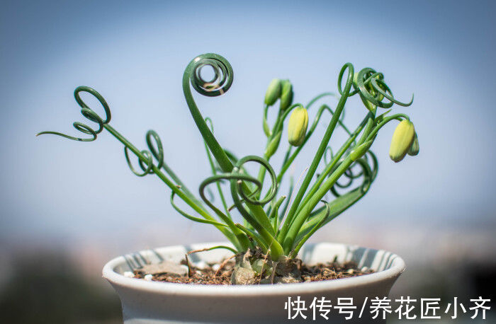 适合现在栽种的5种“小种球”,冬季就能开花,一盆满屋飘香