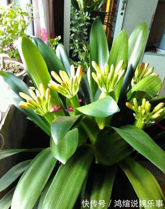 想要君子兰一花多箭，现在就得做好养护，背熟5句话，用上就管事