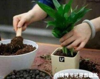 花肥|捡“1物”扔水里就是养花“万能水”,养啥旺啥,比花肥强10倍