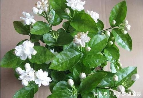 甜蜜红木香|6月逛花市,3种花放心买,皮实好养还便宜,号称开花小劳模