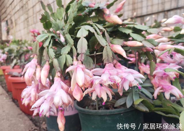 蟹爪兰叶片又干又瘪怎么办?教你几招,叶片快恢复,翠绿肥厚