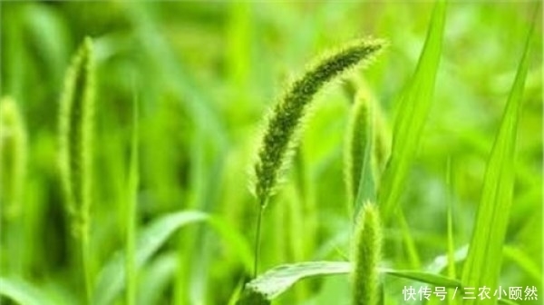 一种生命力极为顽强的植物，儿时当其玩具玩，还可入药治病，您知道叫什么草