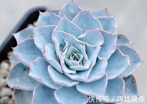多肉蓝石莲怎么养更漂亮教你3个小妙招，养出饱满璀璨的蓝石莲