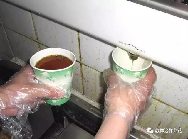 老花农的一勺油,君子兰居然叶片肥绿,爆盆开花!