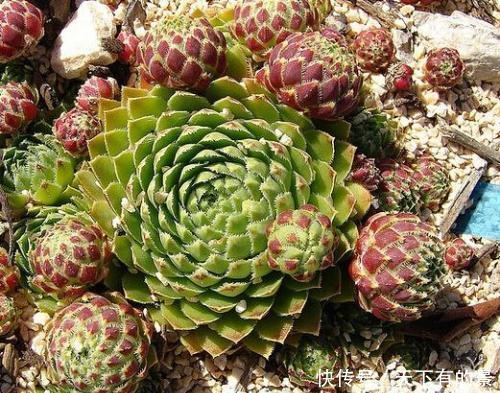 此款多肉,一个莲座只开一次花,开完就枯萎,长出新莲座!