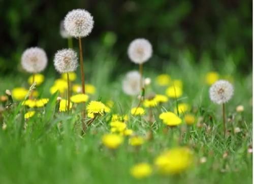 蒲公英根|吃惊:一味中药48小时可灭掉98%疾病!但很多人还以为它是野草!