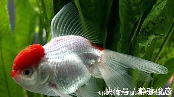 男人|男人什么时辰出生,就是什么命!太准了