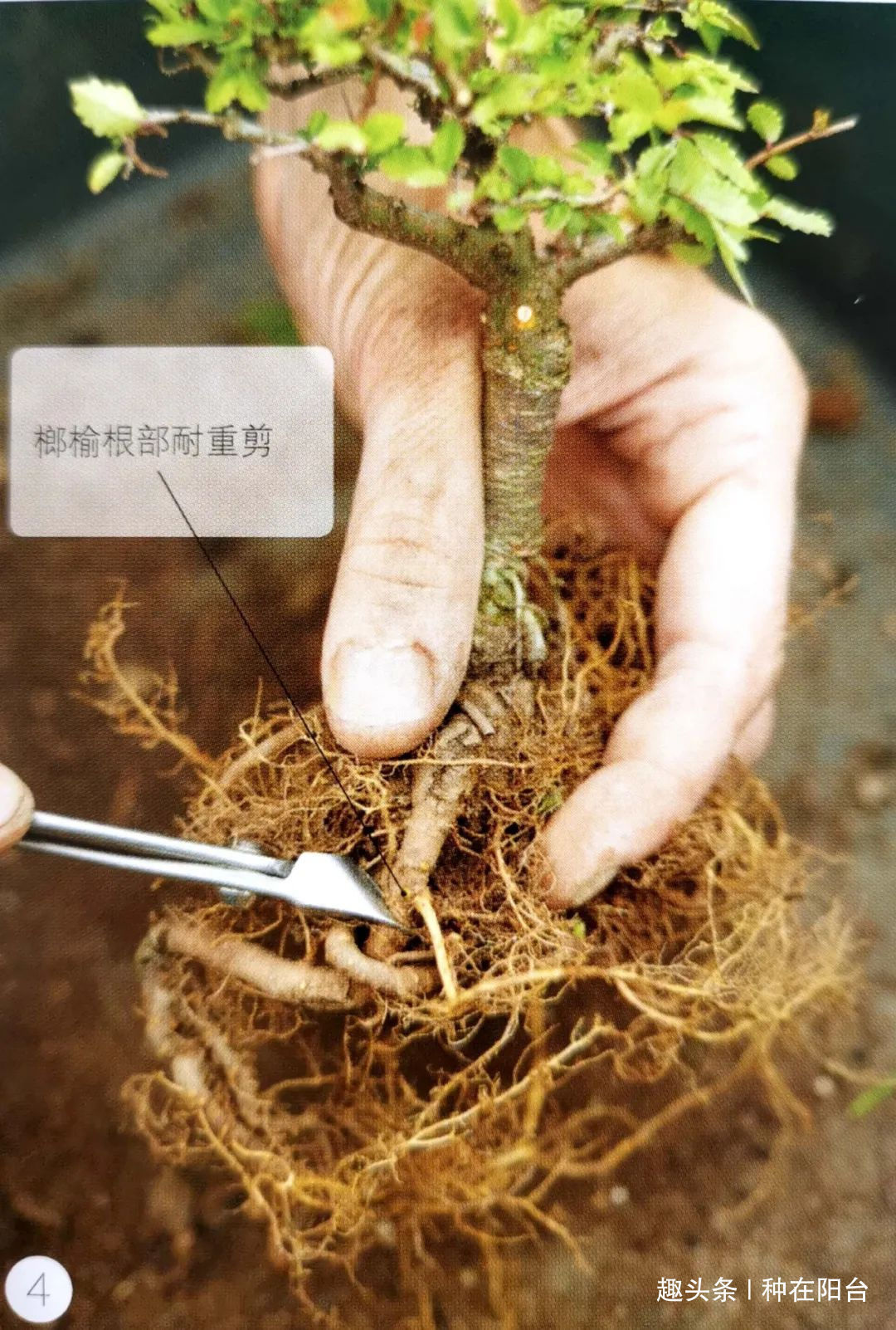 网篮|山水盆景不是非“水”不可，看山石与树木如何演绎一道山水盆景！